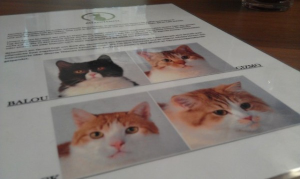 Deutschlands erstes Katzencafé Die Attraktionen des Cafés (Foto: muenchenblogger)