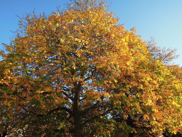 Adiós, Sommer! Malerisch: Ein Baum vor der Pinakothek (Foto: muenchenblogger)