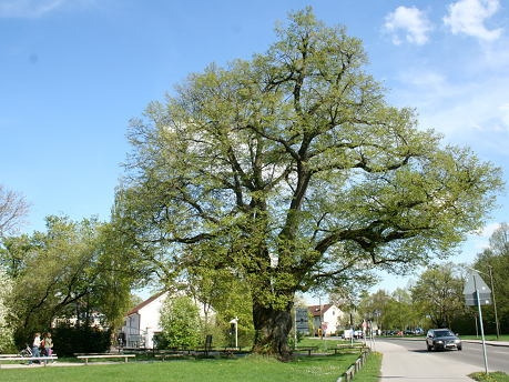 Die Röthlinde (Foto: Lisa Sonnabend)