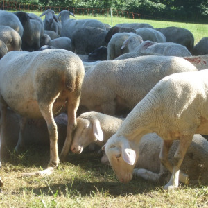 Schafe im Englischen Garten