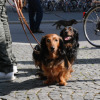 dackelwanderung-01