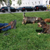 dackelwanderung-03
