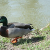 fruehling-2009-05