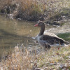 Poschinger-weiher-07