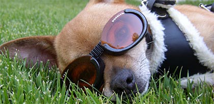 Hund mit Sonnenbrille